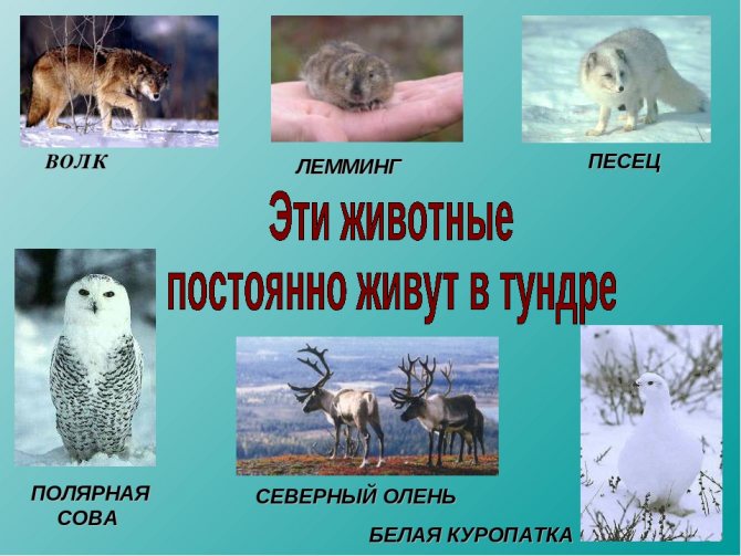 Животные тундры презентация