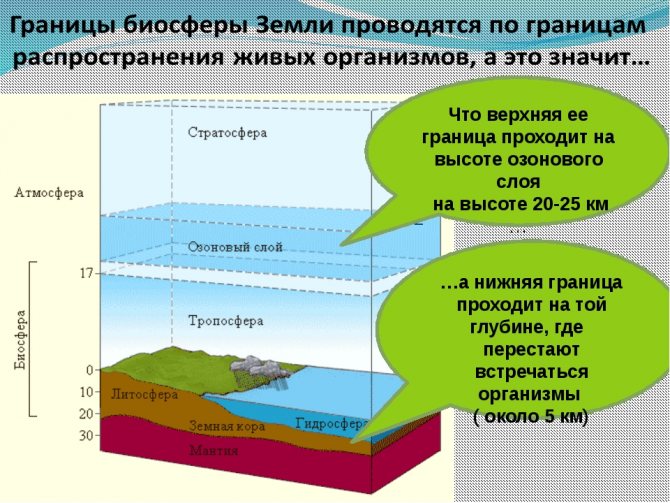 Презентация по географии 6 класс биосфера земная оболочка